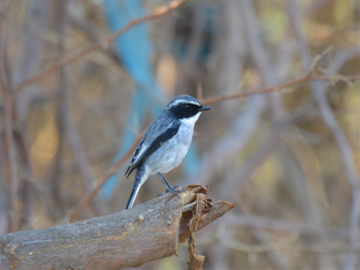 Gray Bushchat - Karmannye Chaudhary