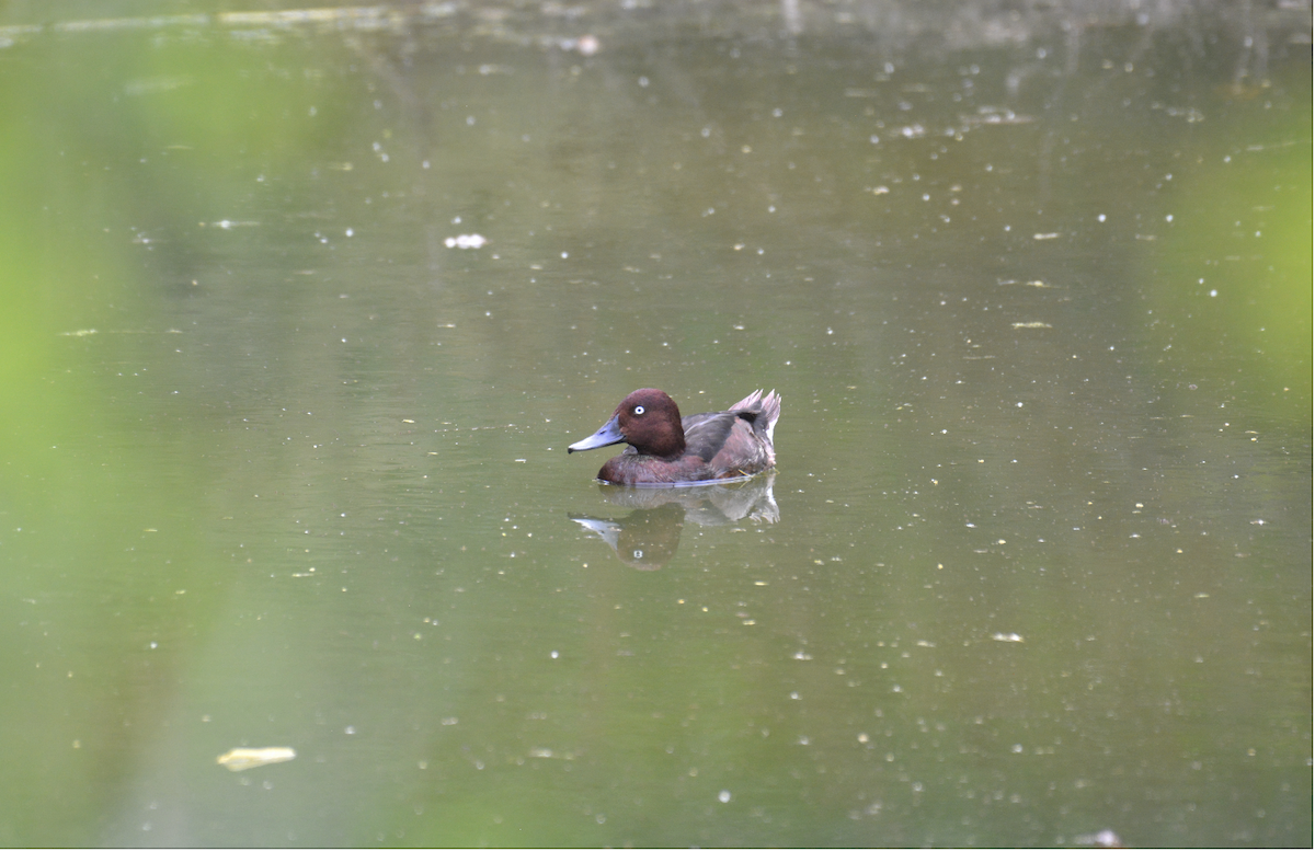 Moretta tabaccata - ML168548151