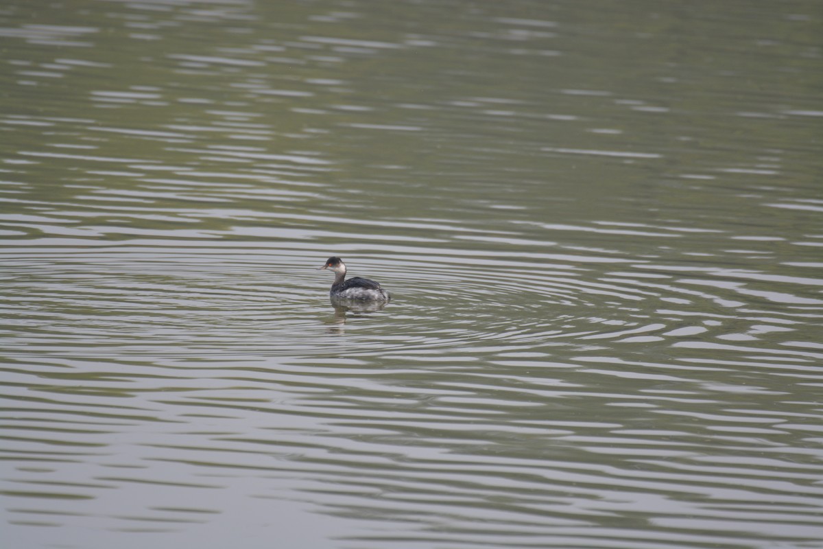 Eared Grebe - ML168548321