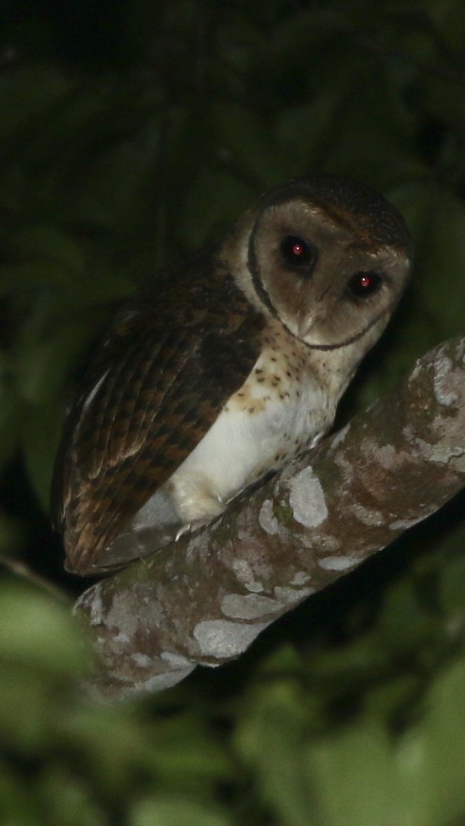 Seram Masked-Owl - Ashley Banwell