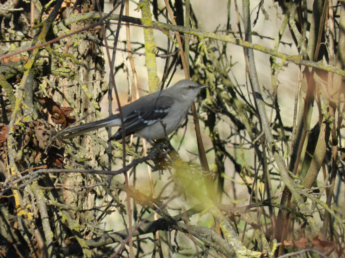 Northern Mockingbird - ML168549451