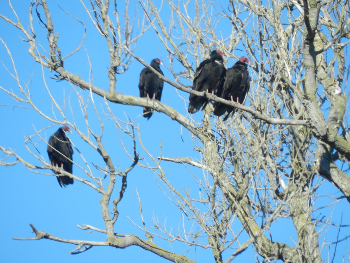 Turkey Vulture - Michelle Sopoliga