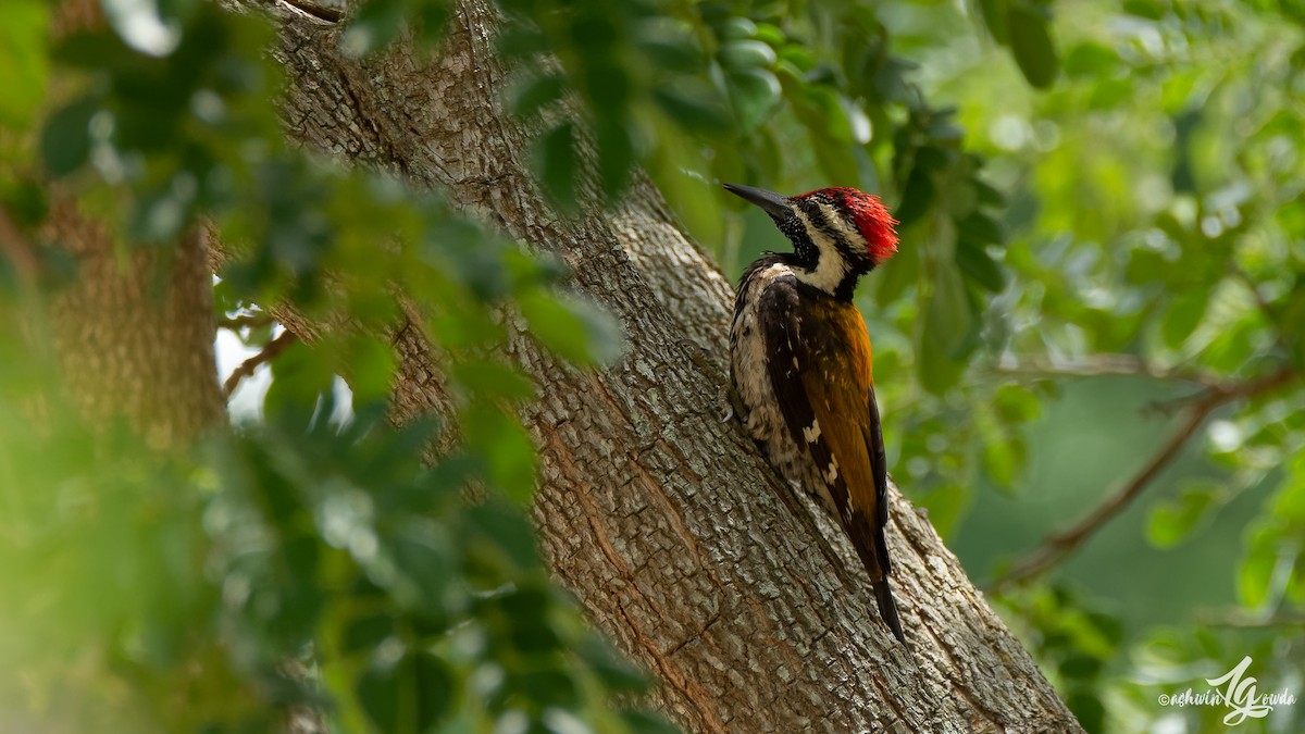 Black-rumped Flameback - Ashwin Gowda