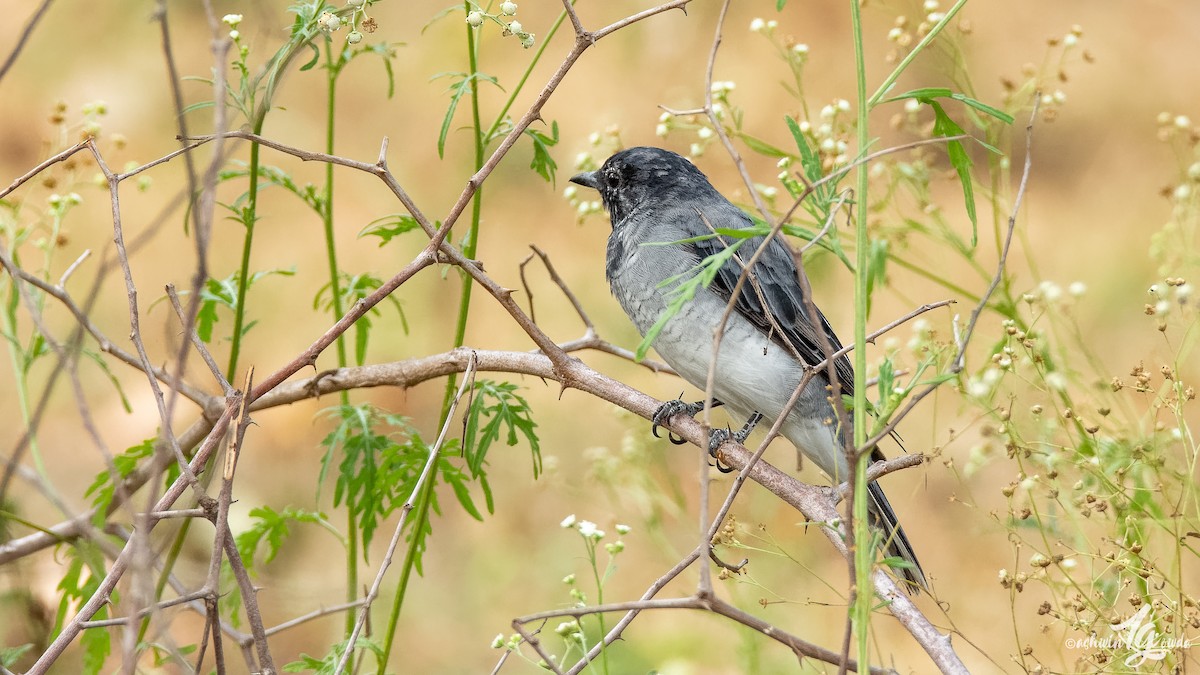 Black-headed Cuckooshrike - ML168553291