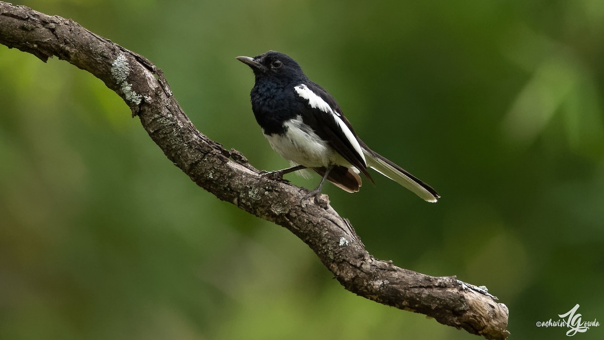 Oriental Magpie-Robin - ML168553491