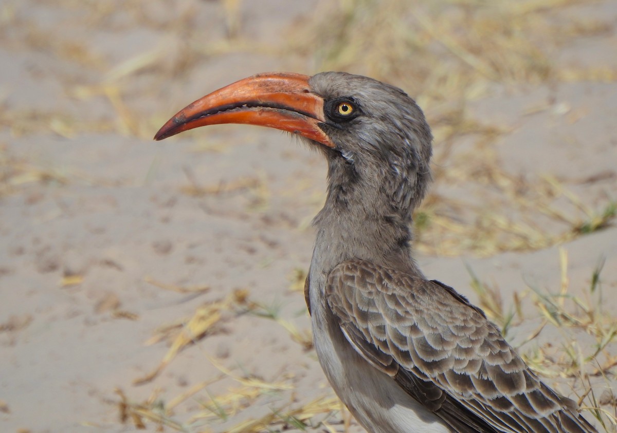 Bradfield's Hornbill - Kalin Ocaña