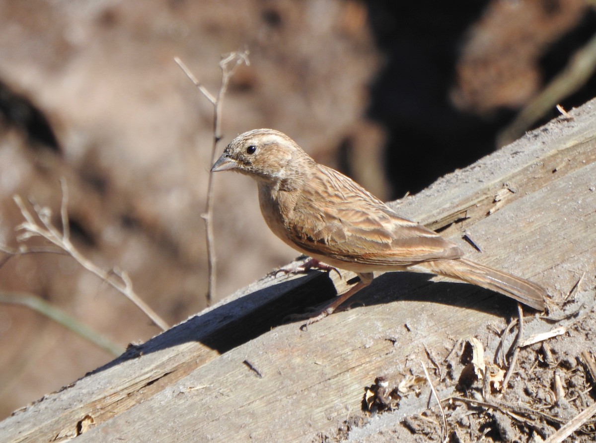 Lark-like Bunting - ML168554161