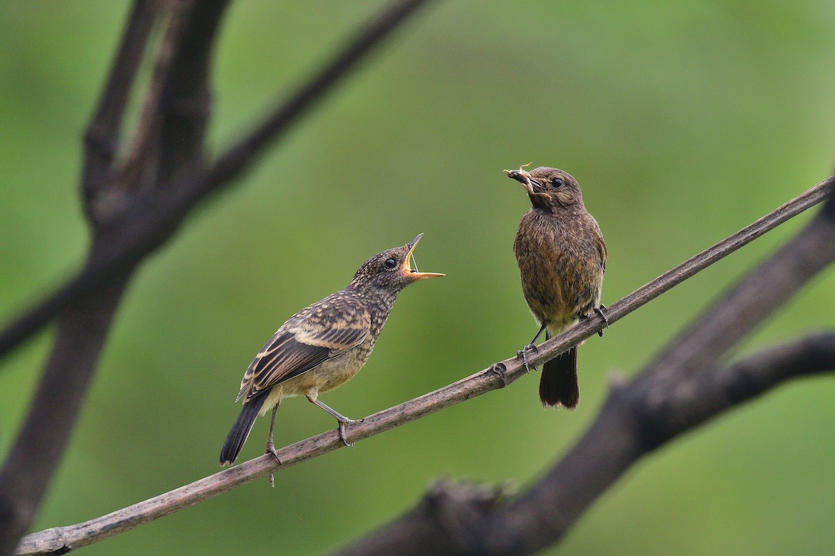 Pied Bushchat - ML168554371