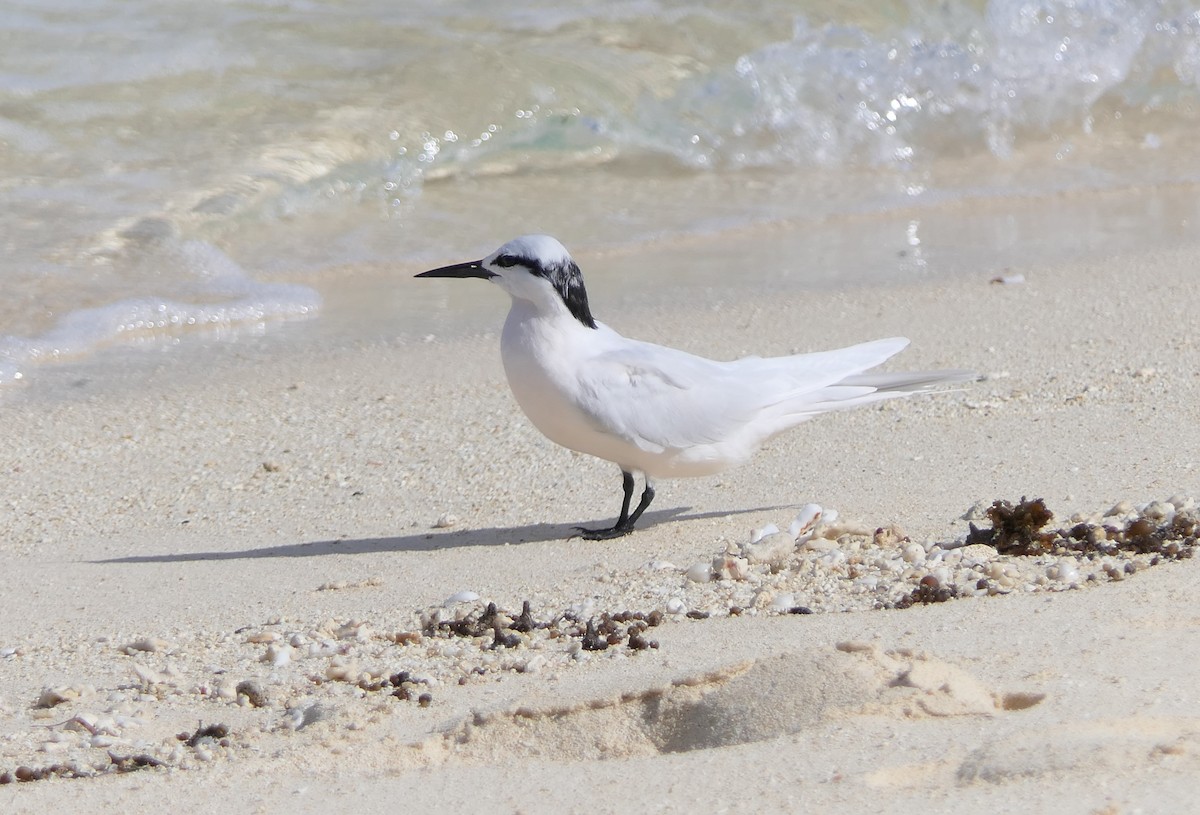 Black-naped Tern - ML168555651