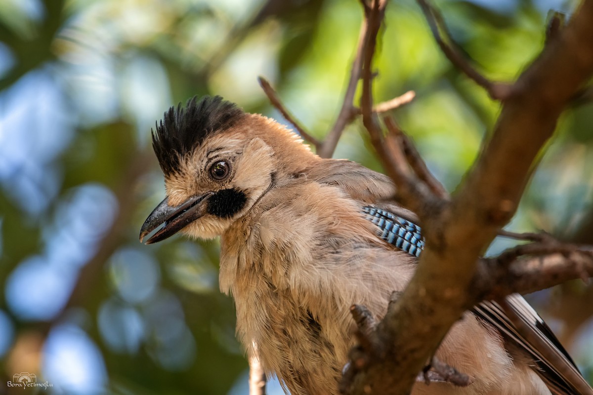 Eurasian Jay - ML168555801