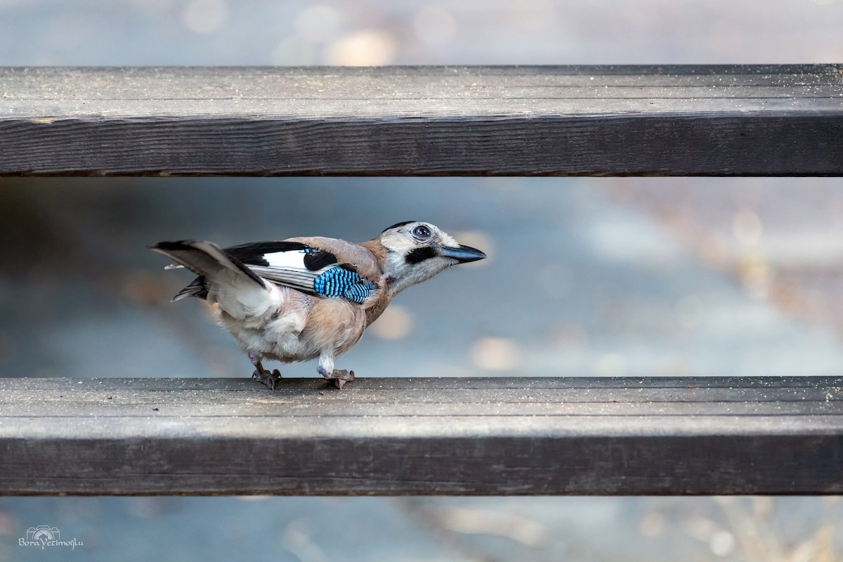 Eurasian Jay - ML168555821