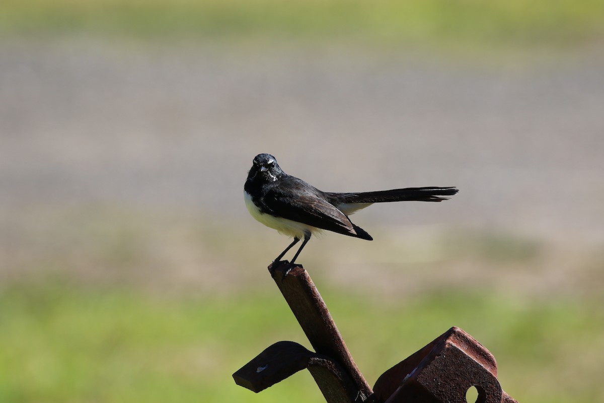 Willie-wagtail - ML168555881