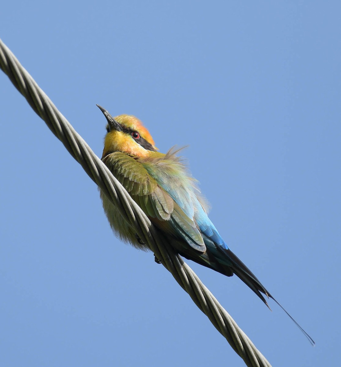 Rainbow Bee-eater - ML168557741