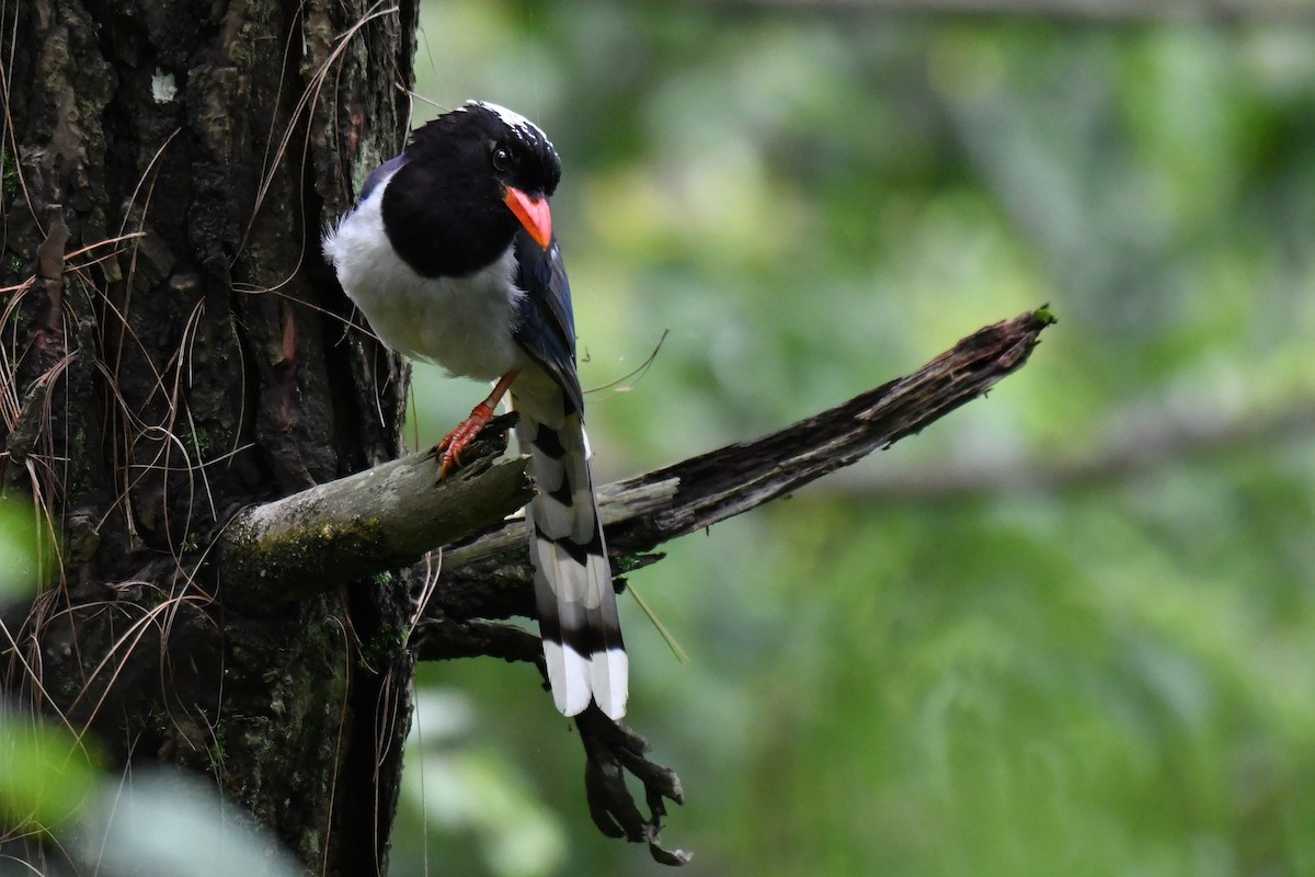 Red-billed Blue-Magpie - ML168557841