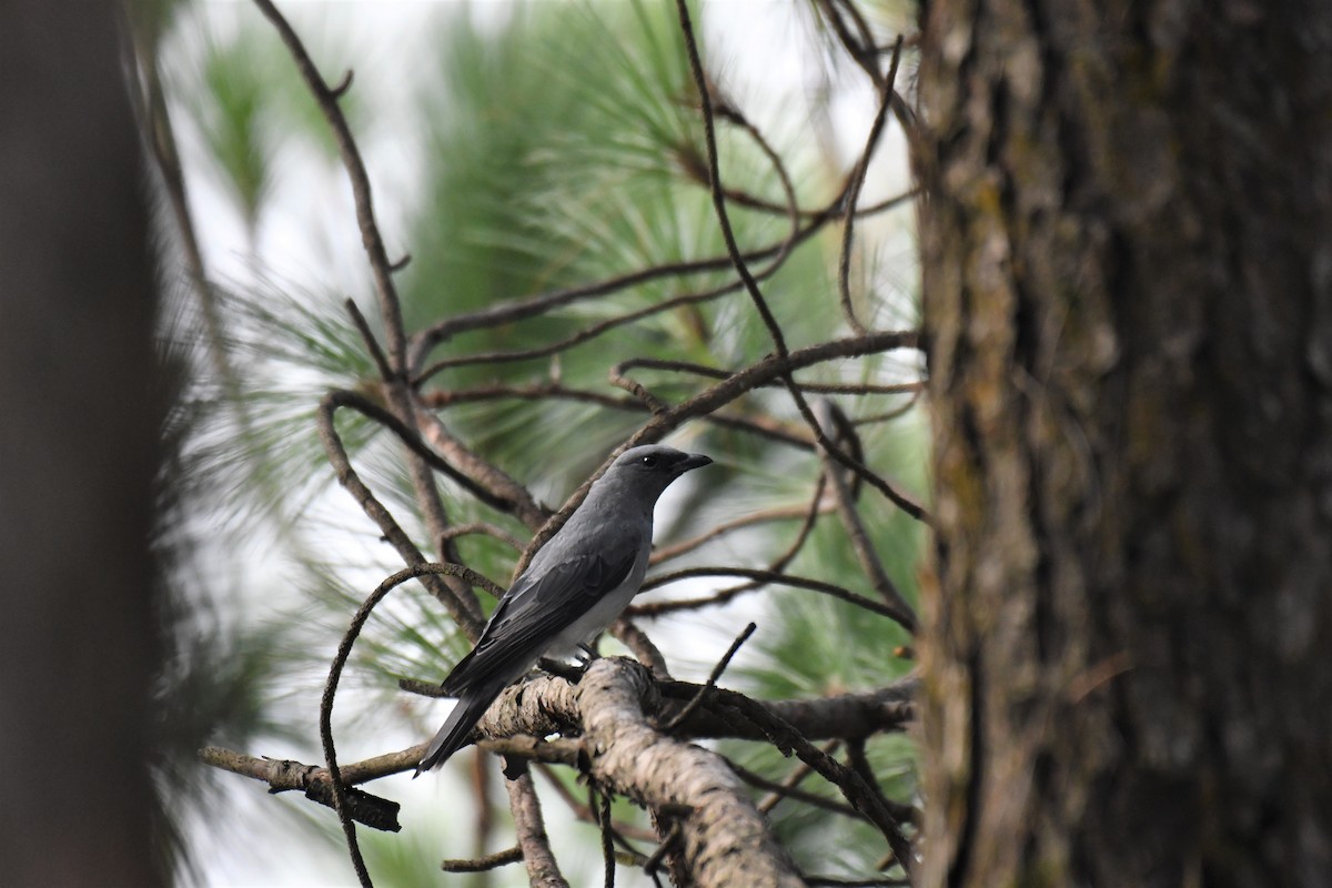 Large Cuckooshrike - ML168558161