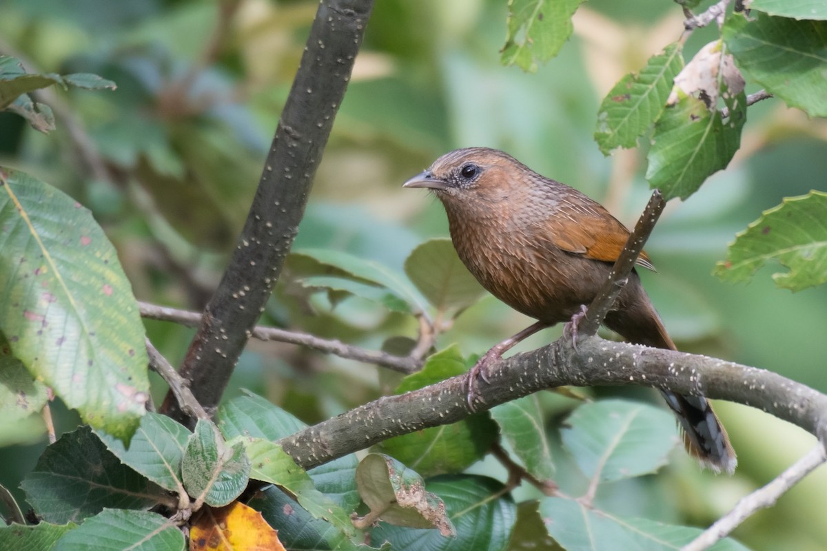 Streaked Laughingthrush - Ian Hearn