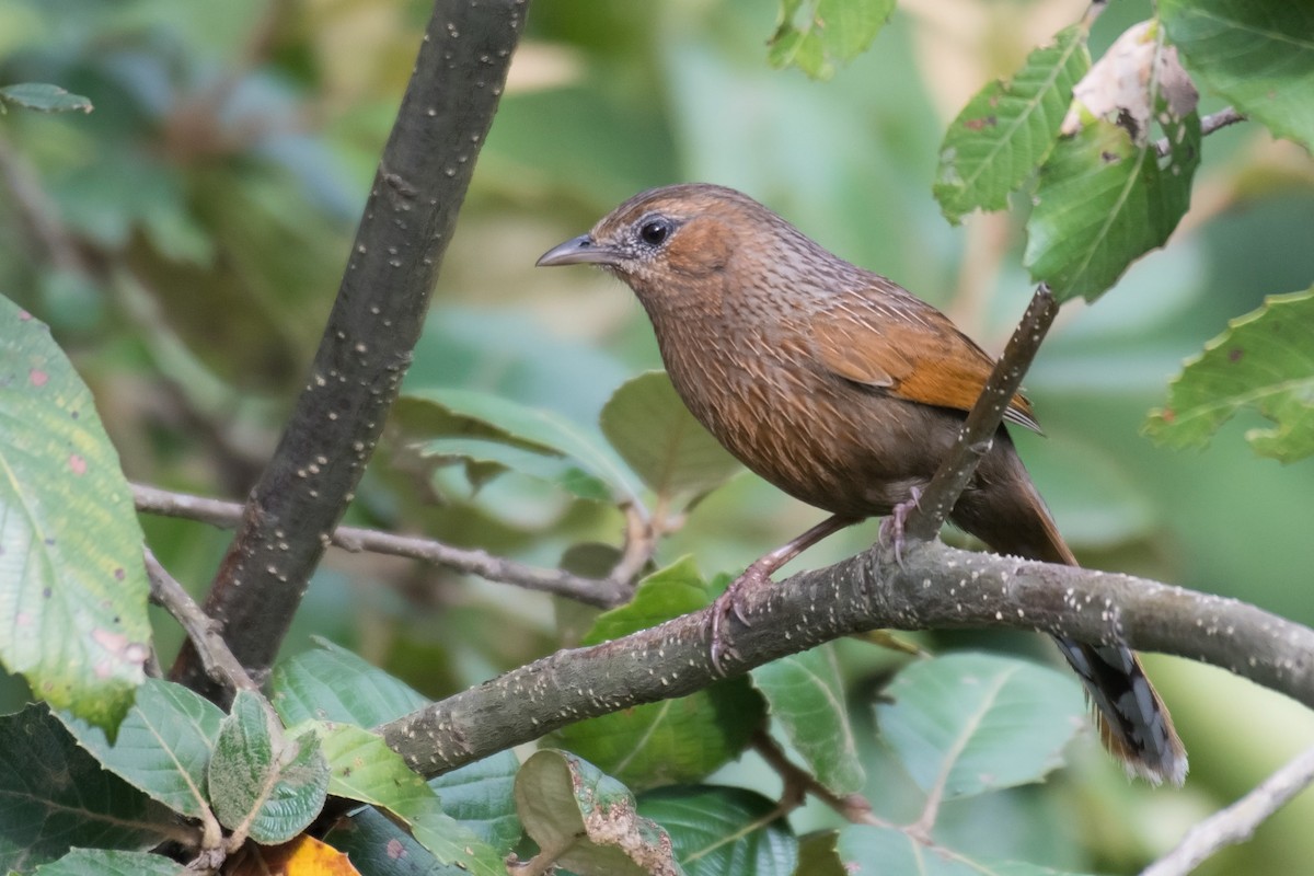 Streaked Laughingthrush - ML168559591