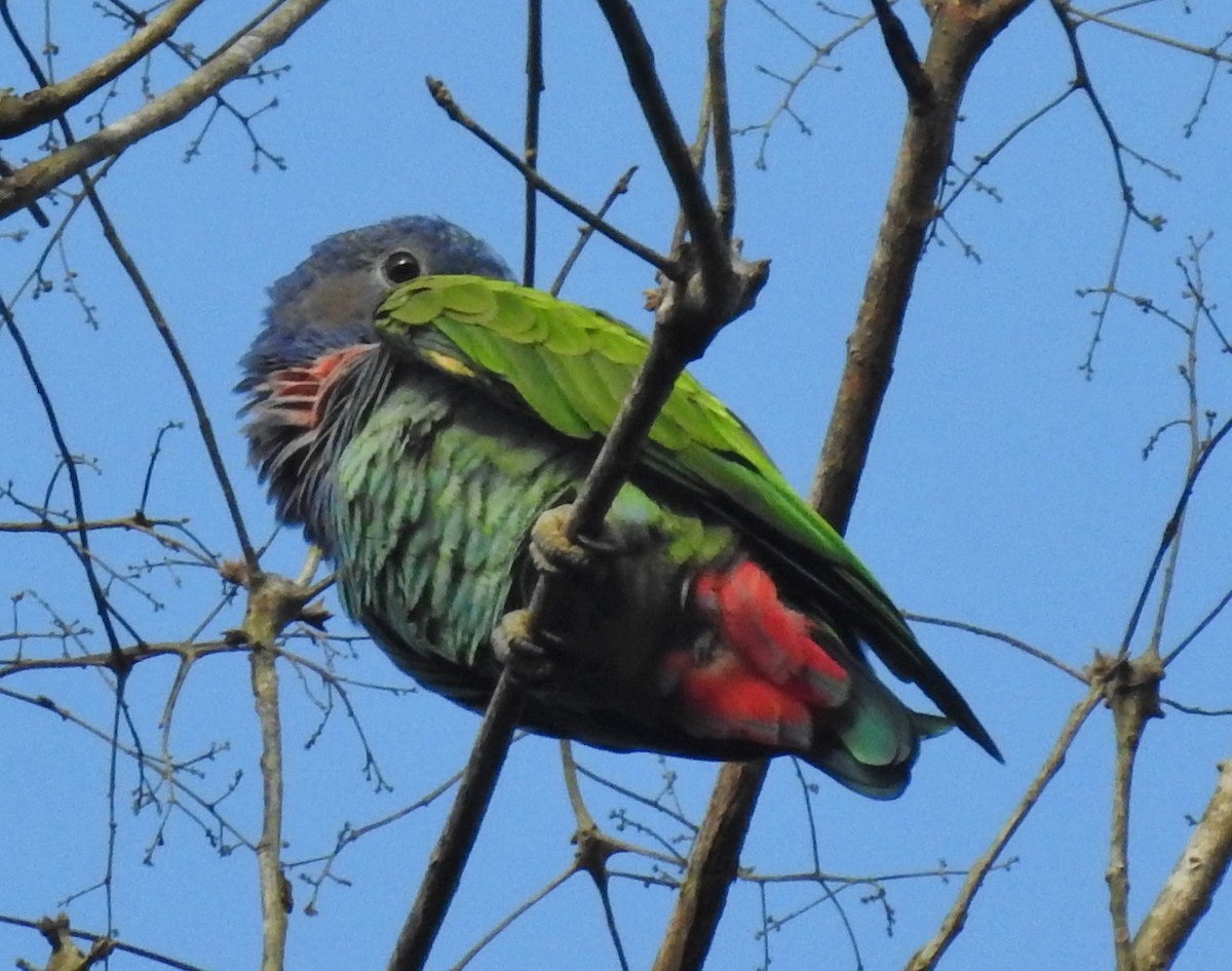 Pione à tête bleue - ML168560541