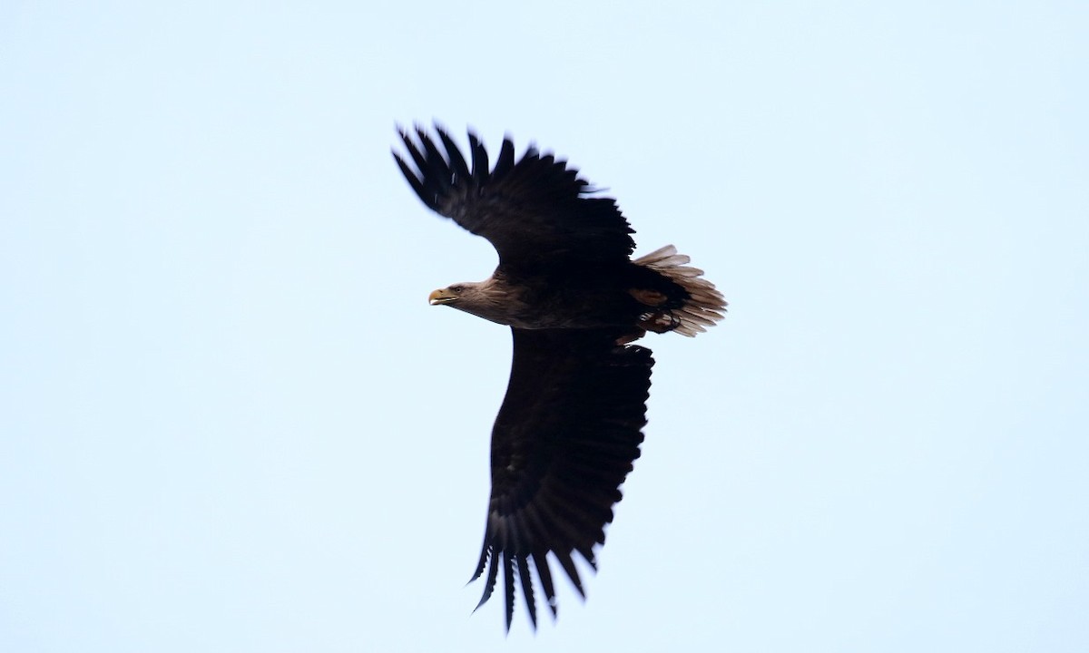 White-tailed Eagle - Kari Varpenius