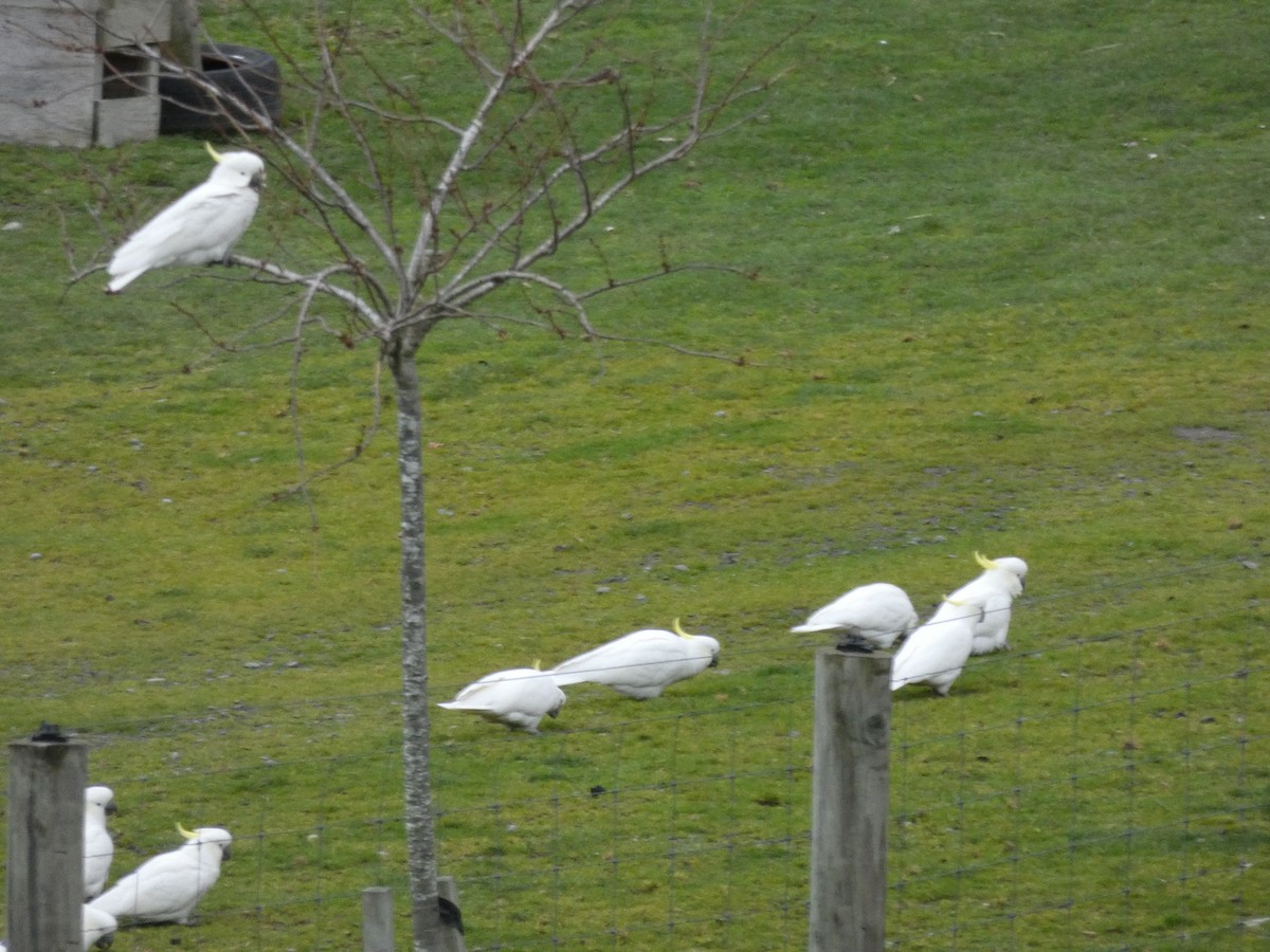 Sulphur-crested Cockatoo - ML168562611