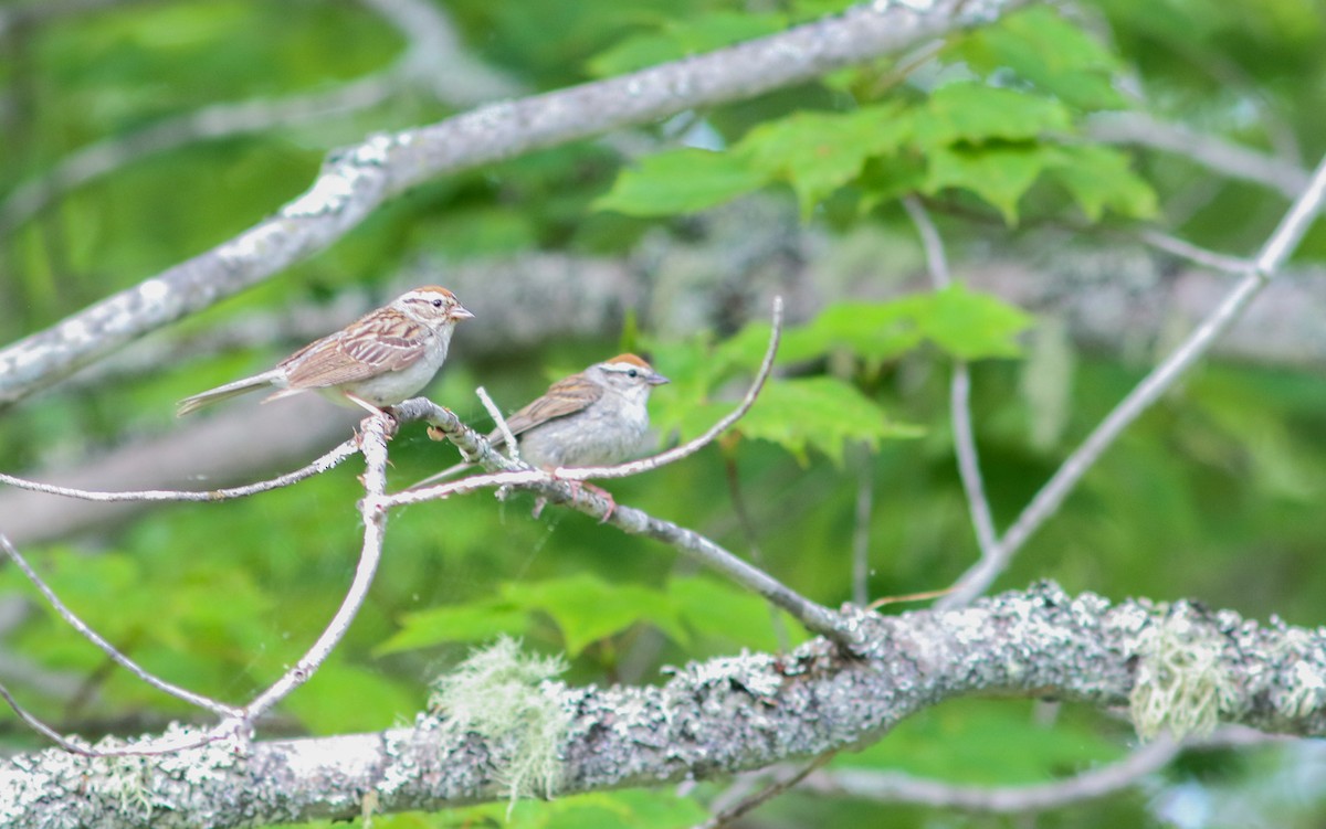 Chipping Sparrow - ML168562761
