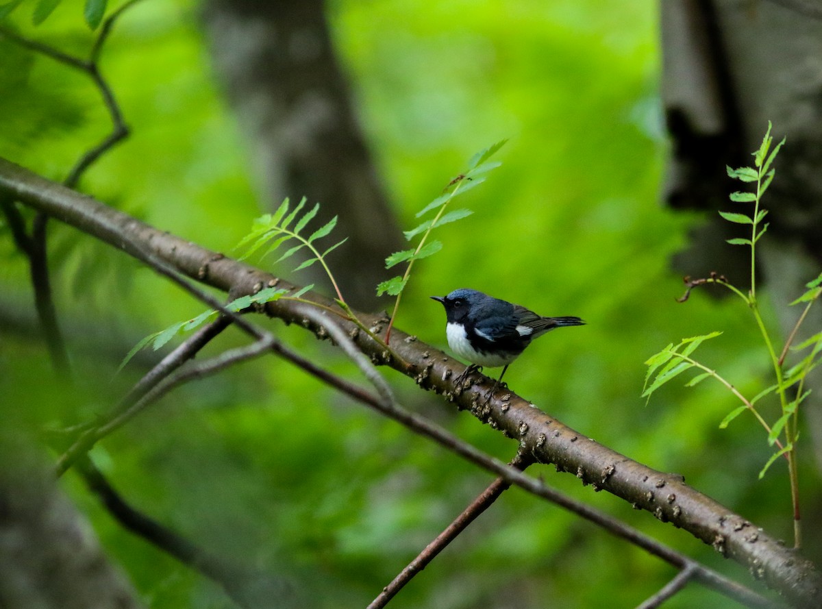 Black-throated Blue Warbler - ML168562841
