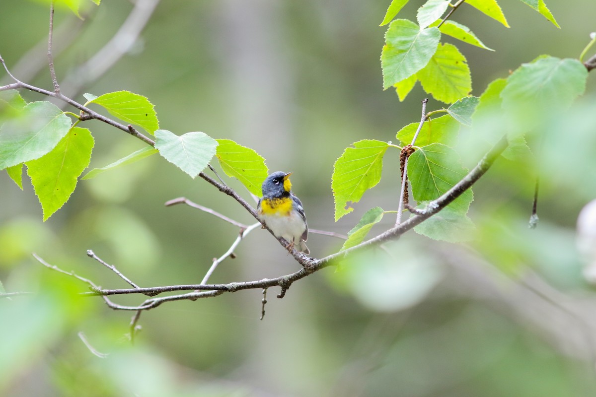 Northern Parula - ML168562871