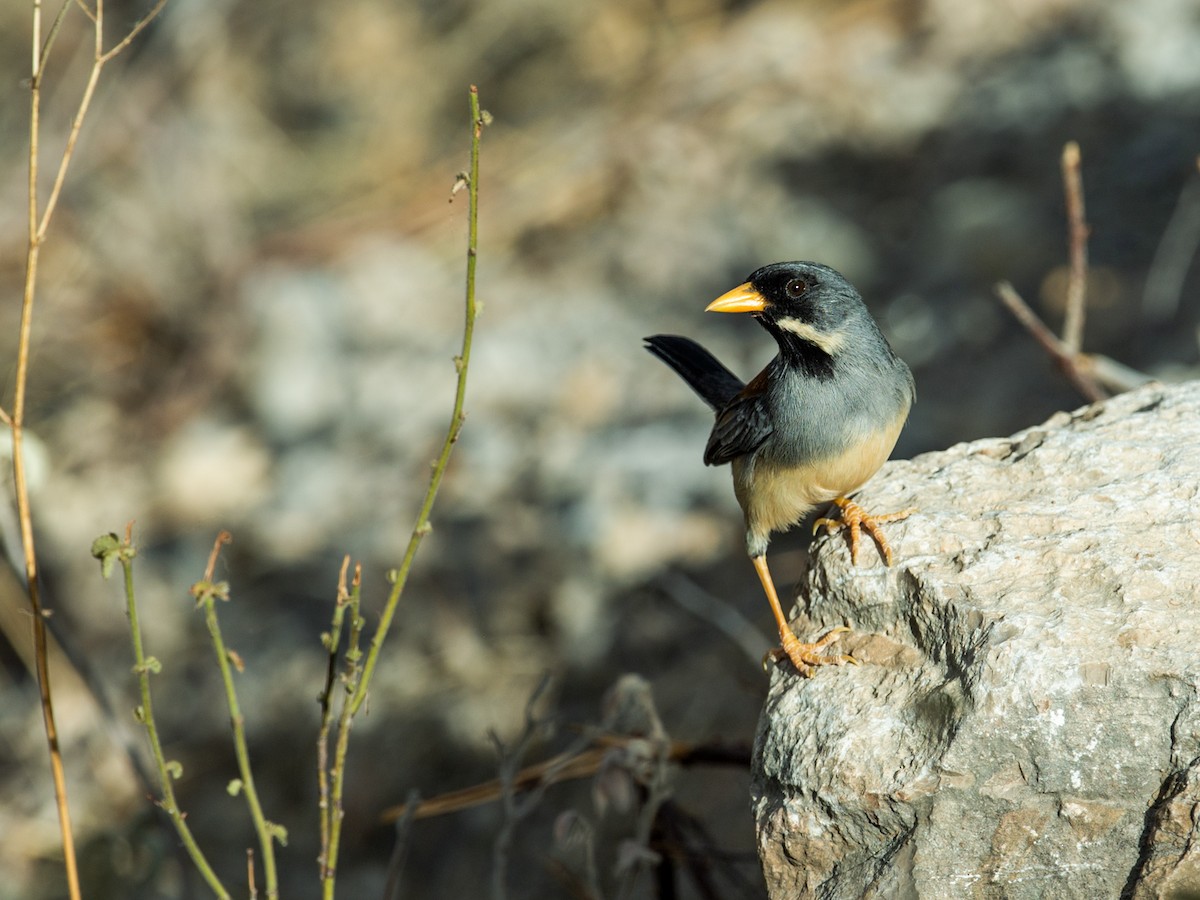 Buff-bridled Inca-Finch - ML168562931