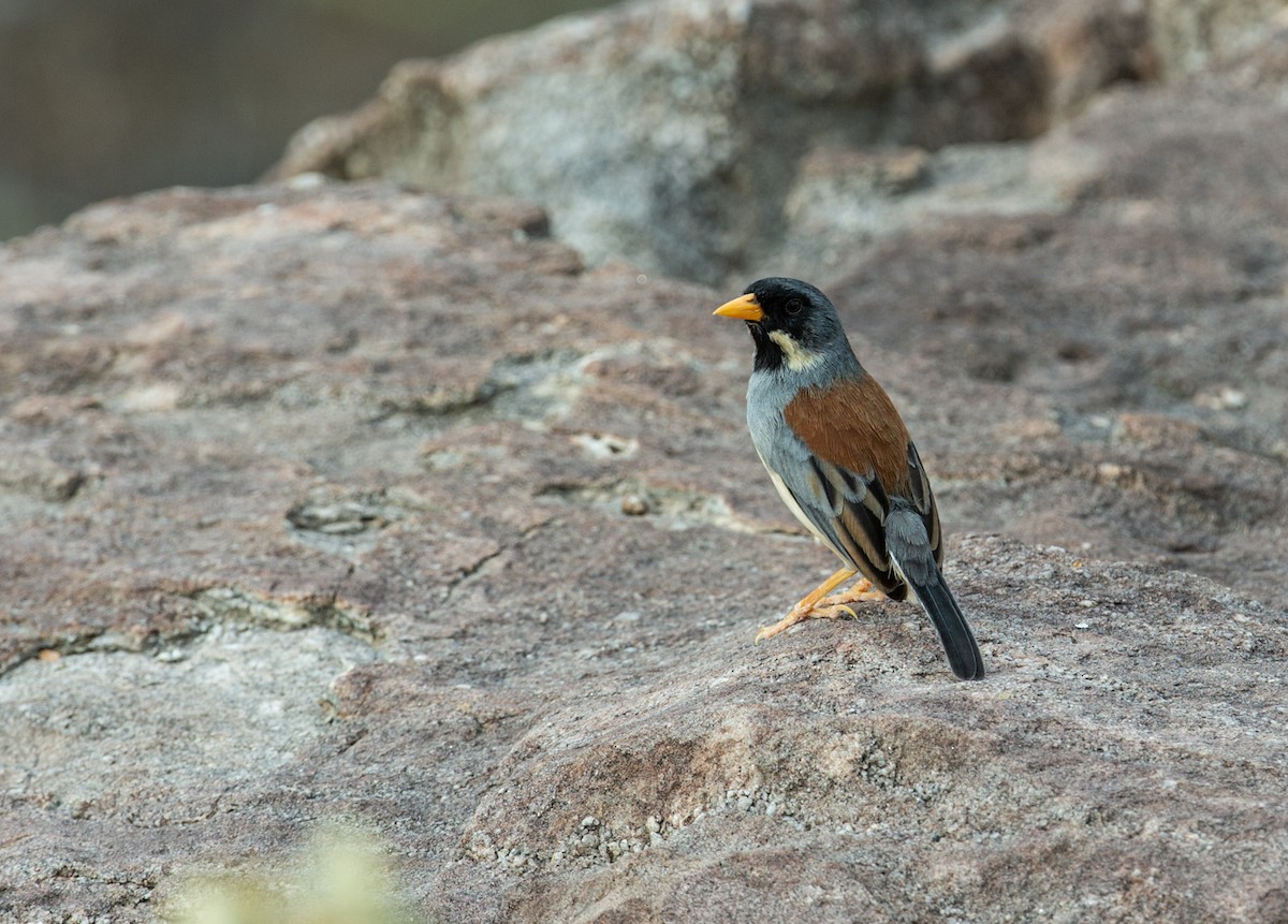 Buff-bridled Inca-Finch - ML168562941