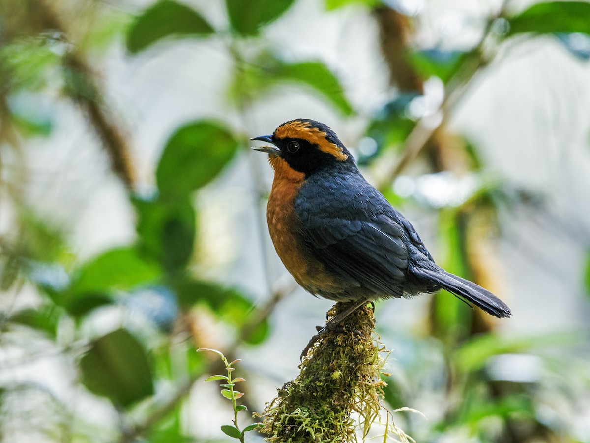 Rufous-browed Hemispingus - Nick Athanas
