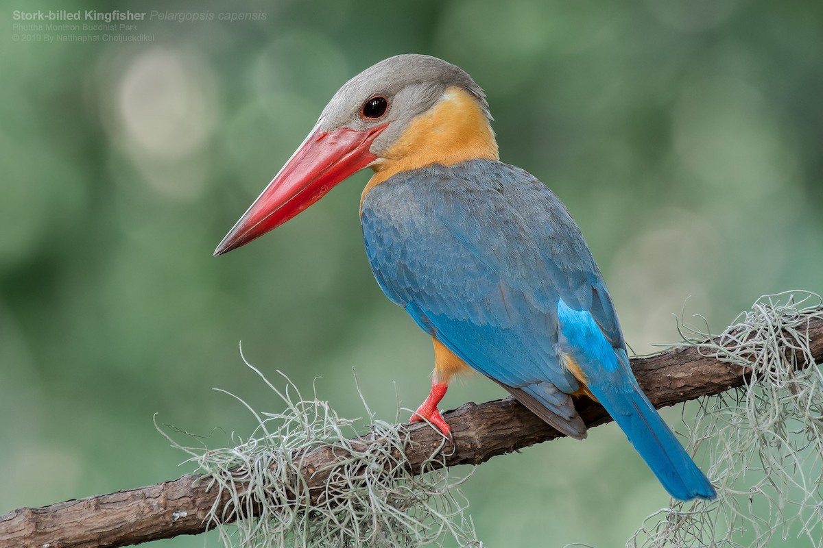 Stork-billed Kingfisher - Natthaphat Chotjuckdikul