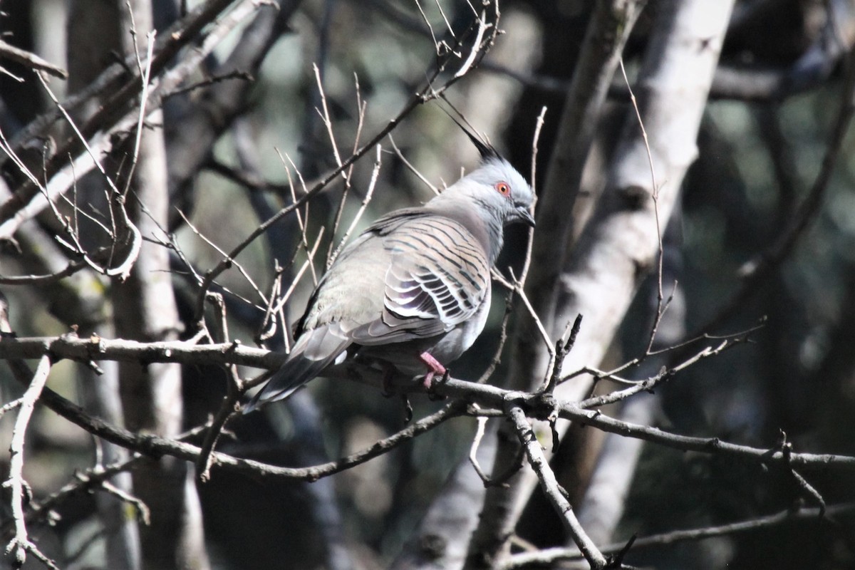 Crested Pigeon - ML168563691