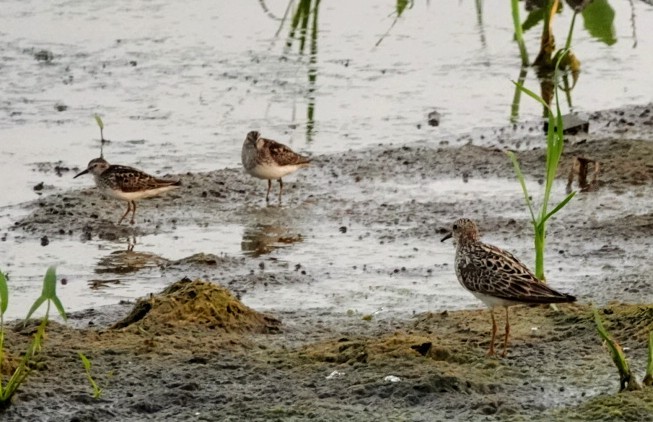 Pectoral Sandpiper - ML168566291