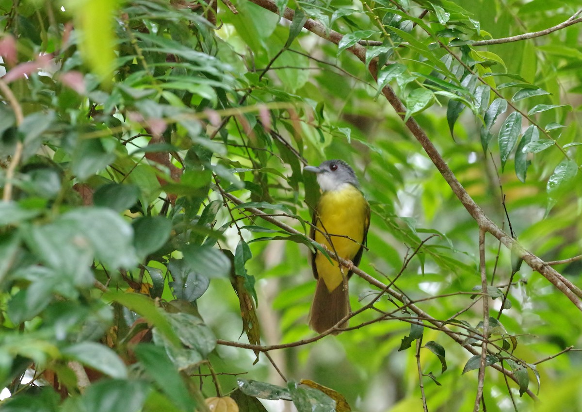 Yellow-bellied Bulbul - Thibaud Aronson