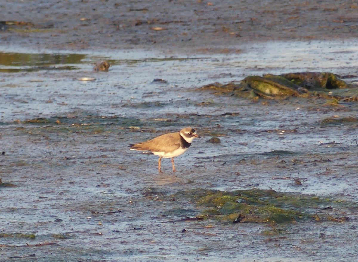 Common Ringed Plover - ML168568351