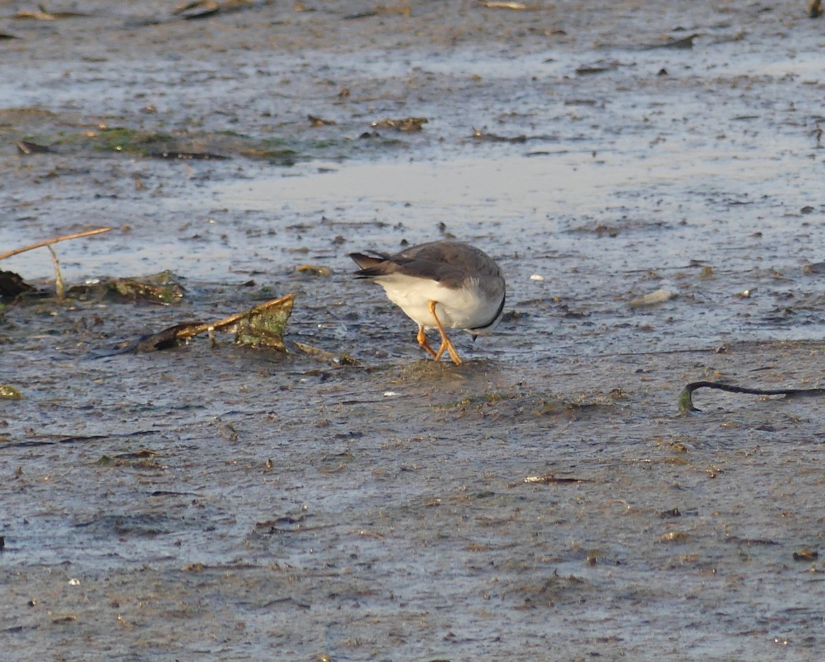 Common Ringed Plover - ML168568361