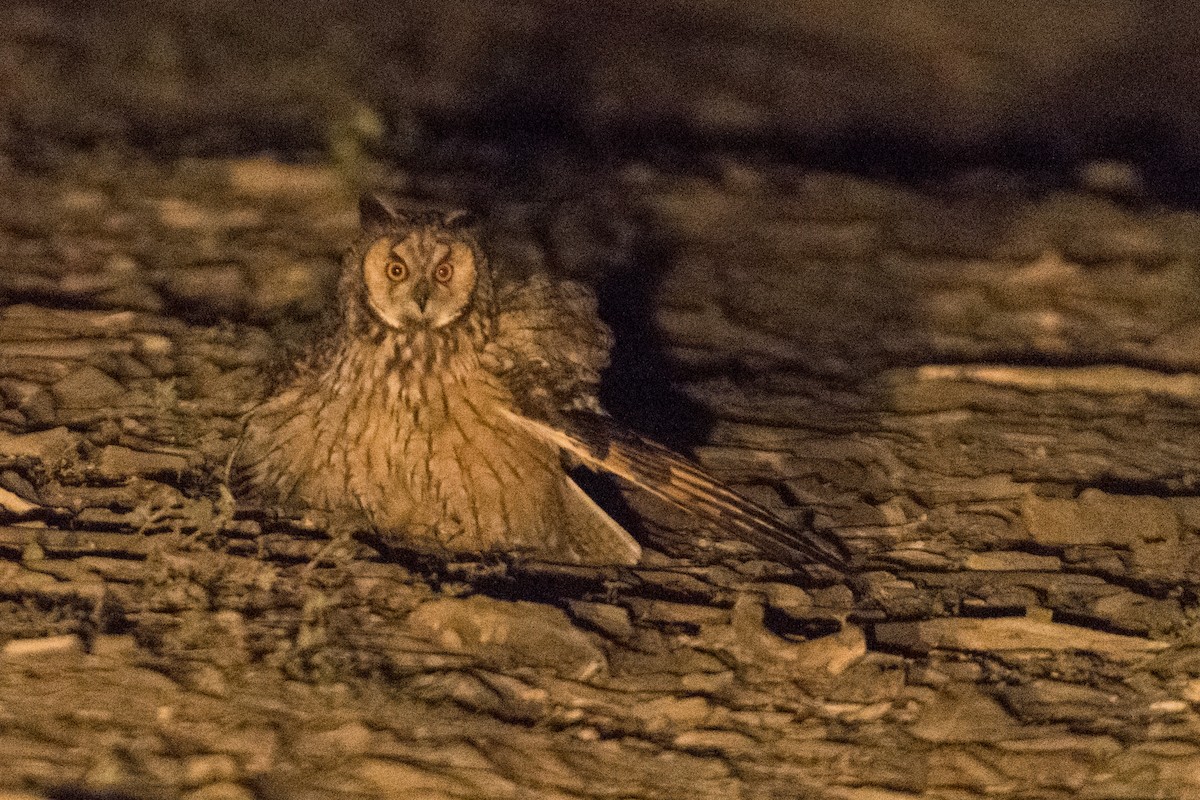 Long-eared Owl - ML168568921