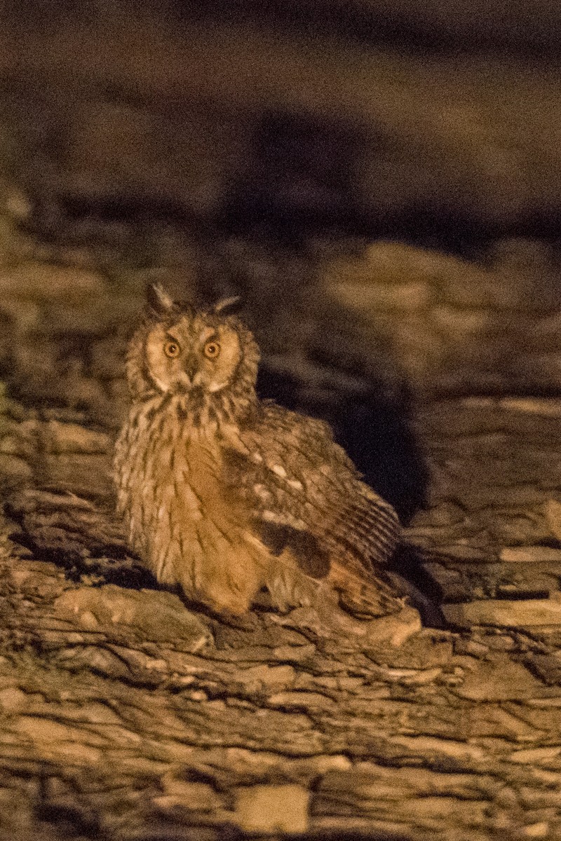 Long-eared Owl - ML168568931