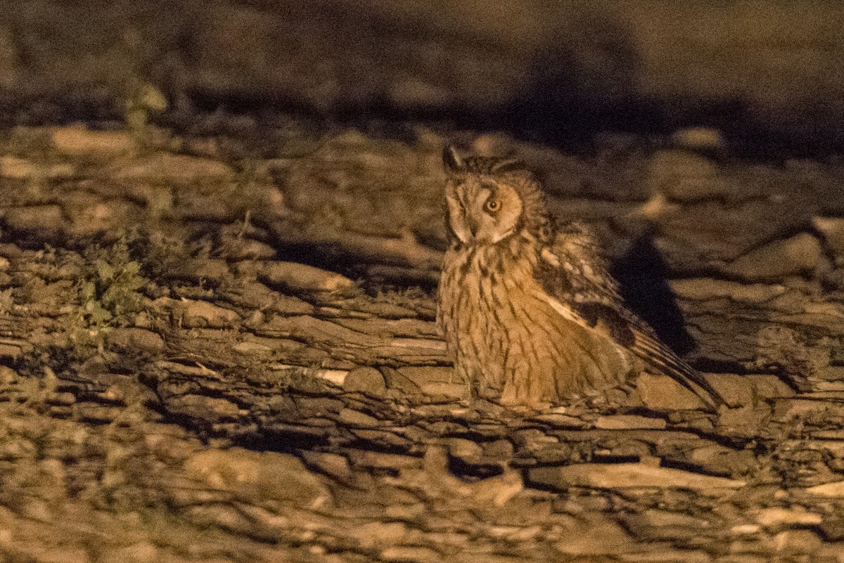 Long-eared Owl - ML168568981