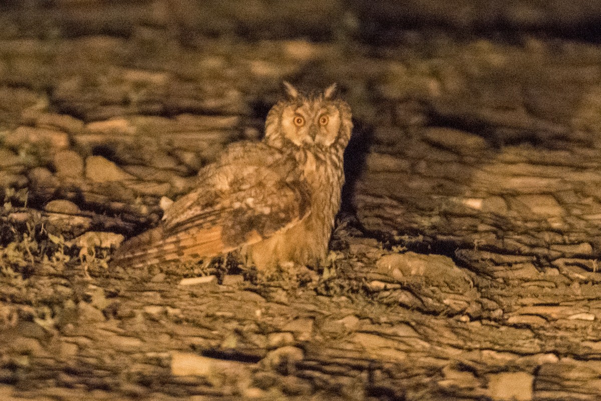 Long-eared Owl - ML168569021