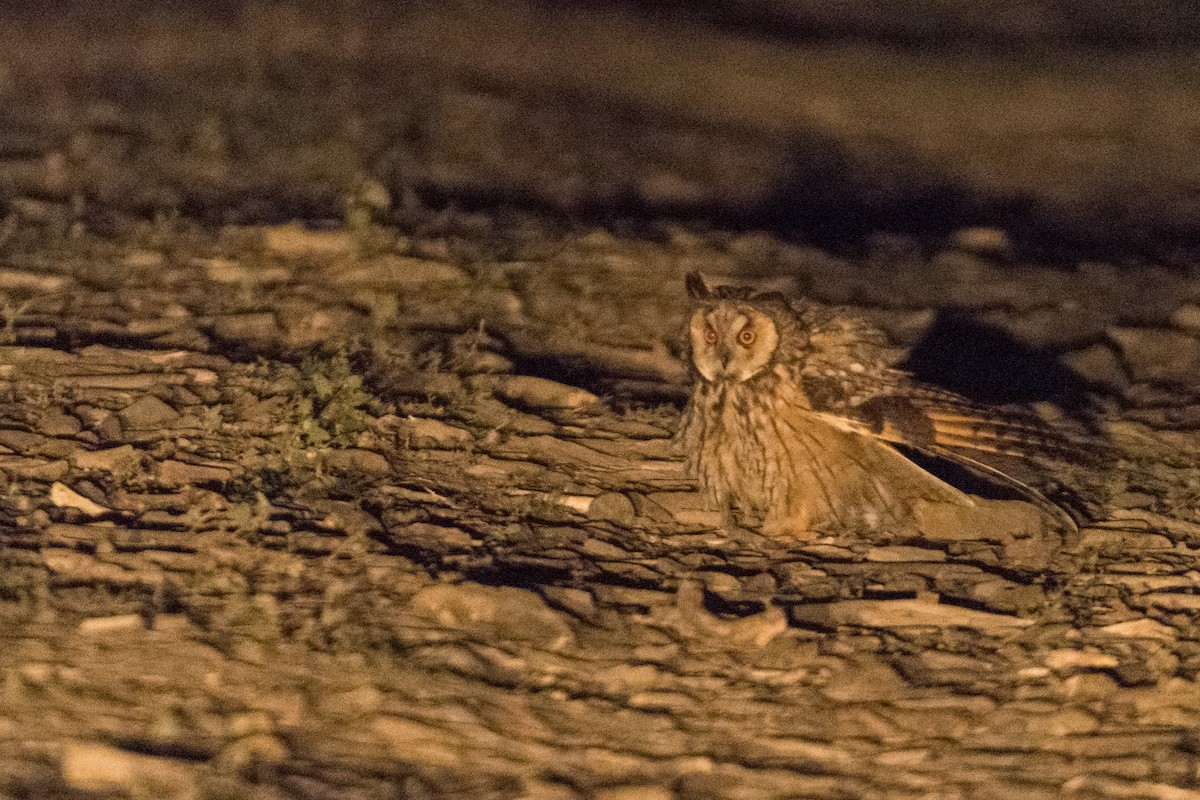 Long-eared Owl - ML168569031