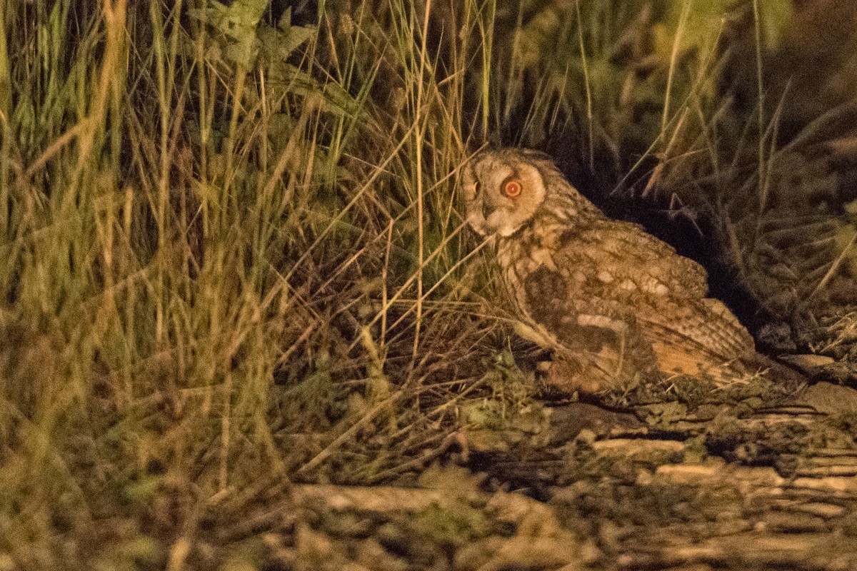 Long-eared Owl - ML168569041