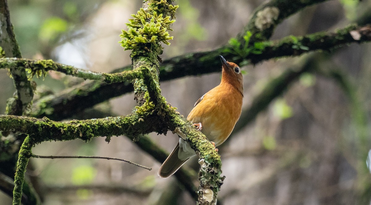 Abyssinian Ground-Thrush - Forest Botial-Jarvis