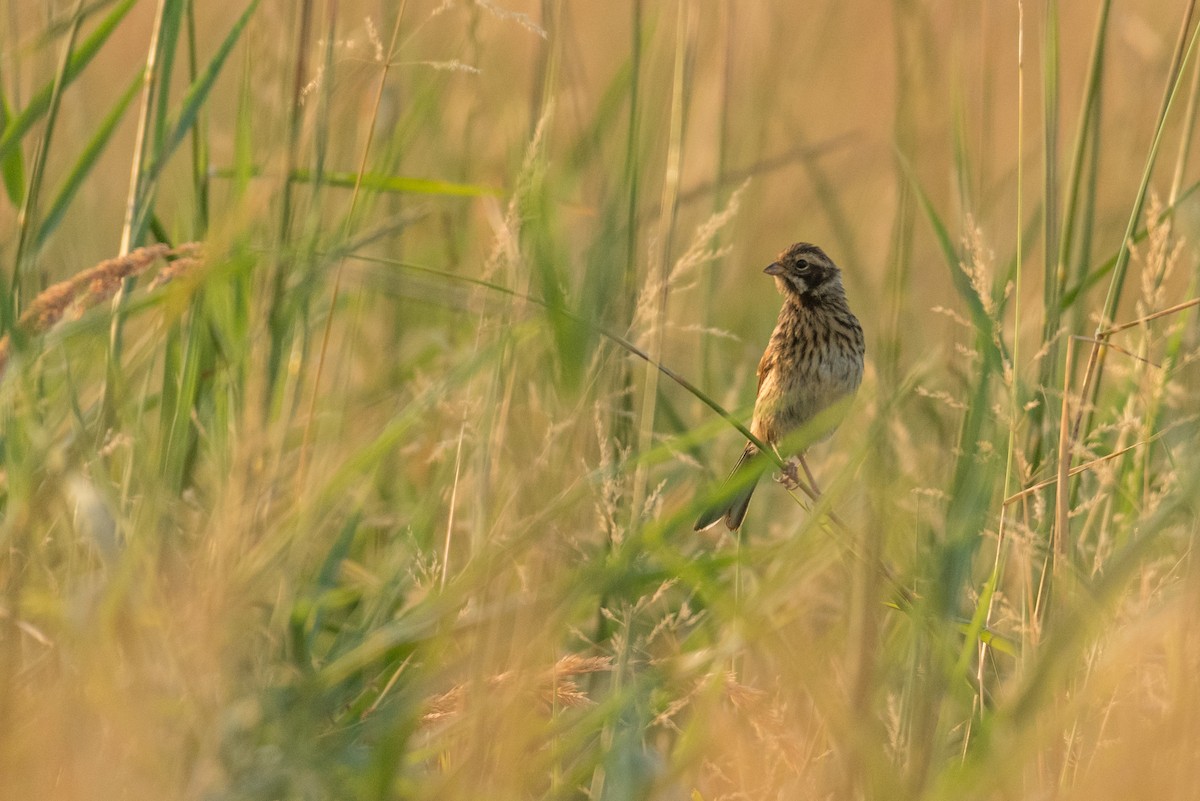 Reed Bunting - Raphaël Nussbaumer