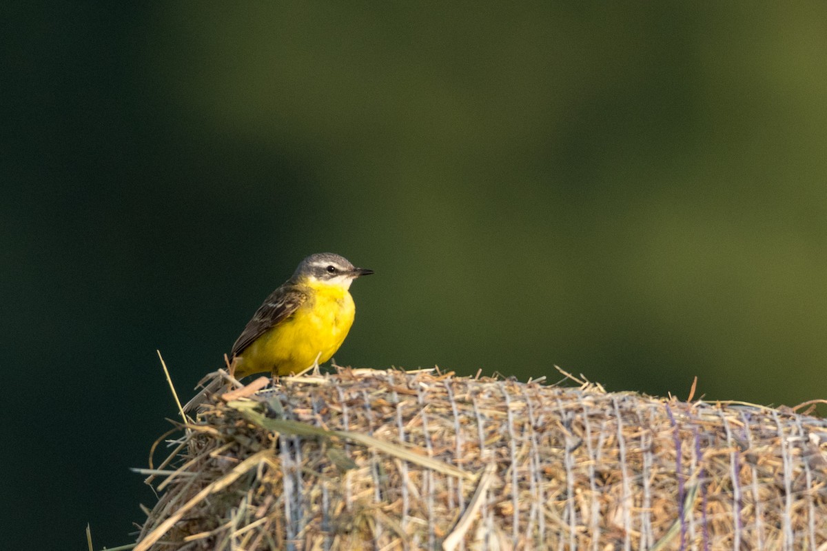 Western Yellow Wagtail - ML168570281