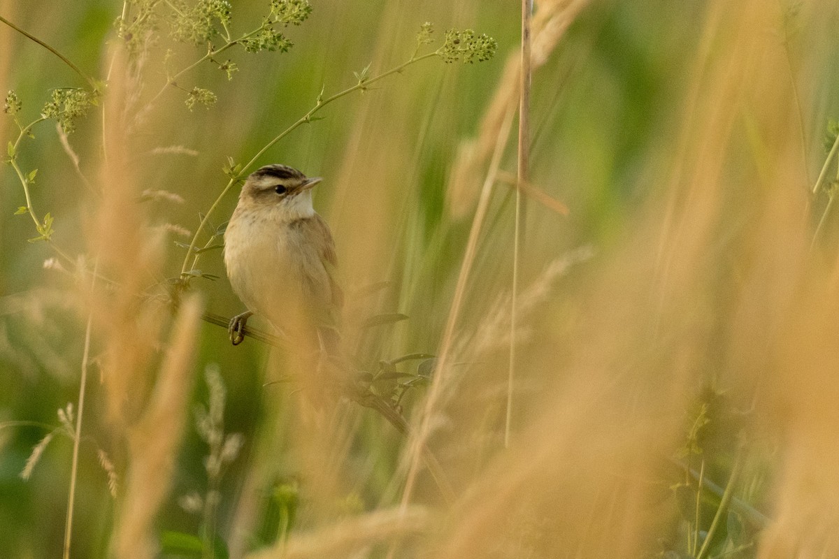 Sedge Warbler - ML168570311