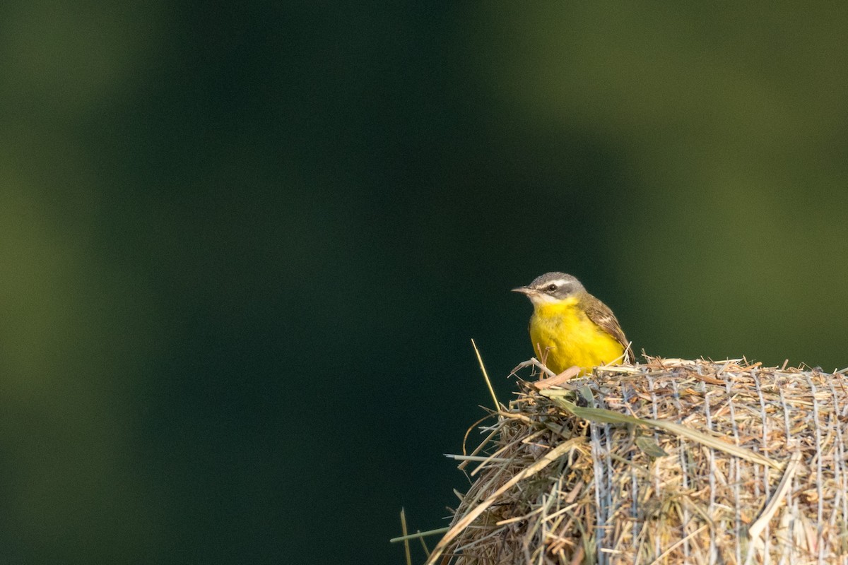 Western Yellow Wagtail - ML168570321