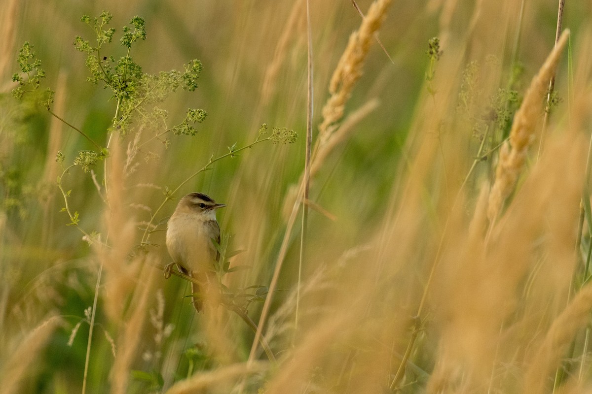 Sedge Warbler - ML168570361