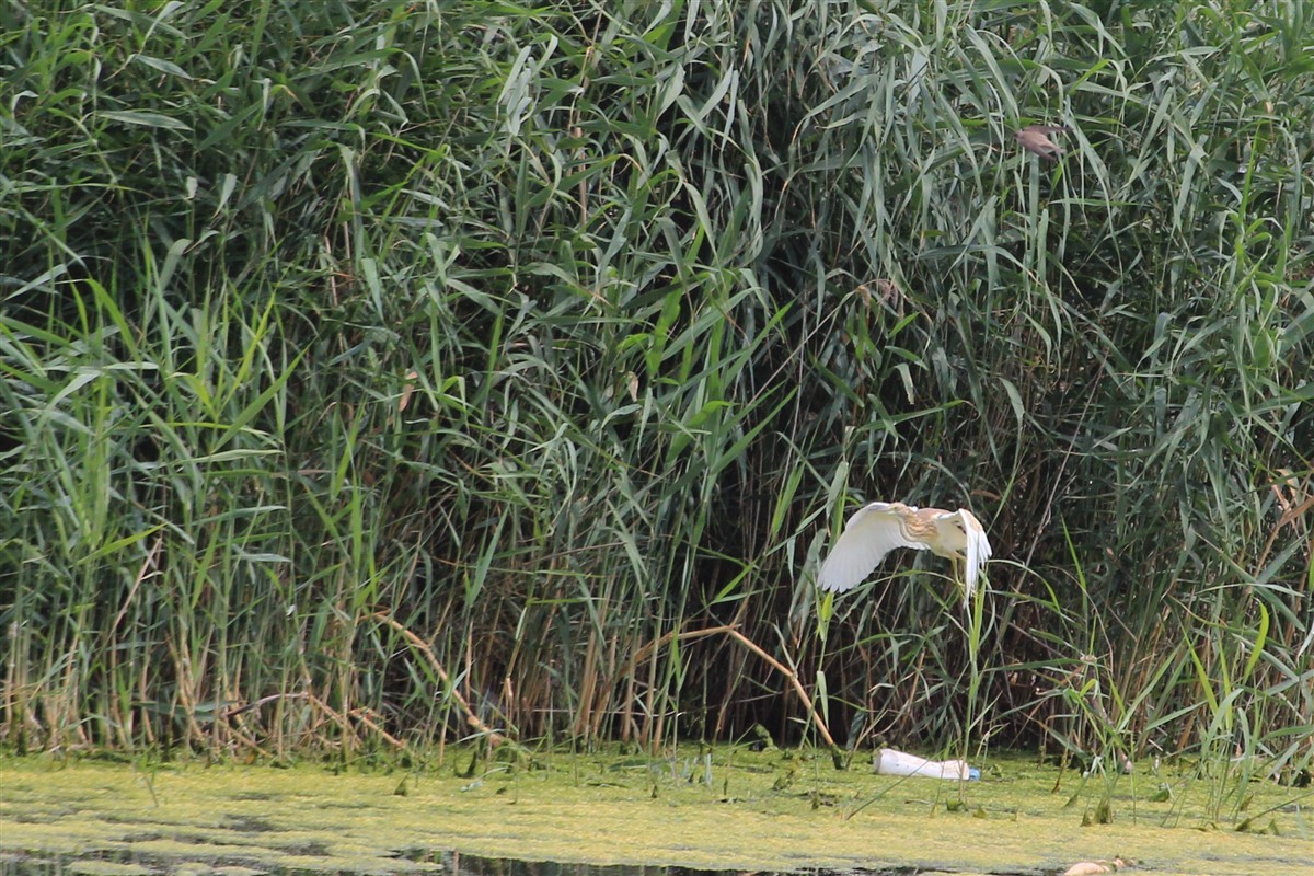 Squacco Heron - ML168571021