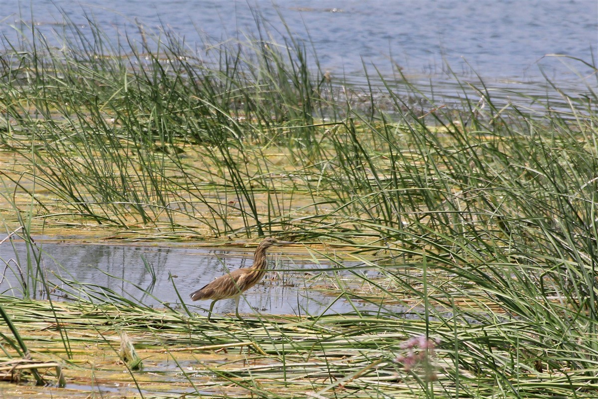 Squacco Heron - ML168571051